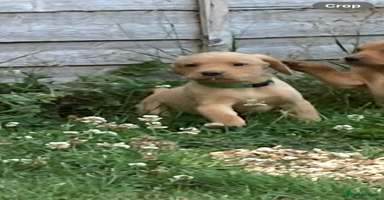 Labrador Retriever dogs in Shrewsbury - Advert 7
