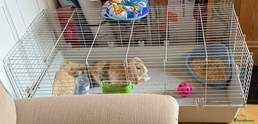 English Lop rabbits for sale: Bunny lop for sale - Image 4