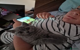 British Shorthair cats for sale: British shorthair - Image 5