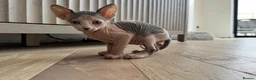 Sphynx cats for sale: Sphynx boy kitten  - Advert 2