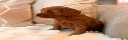 Cockapoo dogs for sale: ** RARE MAHOGANY RED F1 TOY COCKAPOO PUPS ** - Advert 2