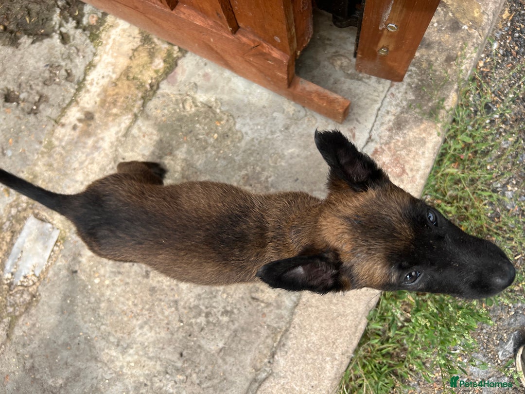 Belgian Shepherd Dog dogs for sale: 🐶Belgian Malinois Shepherd🐶 working dogs in Esher - Image 19