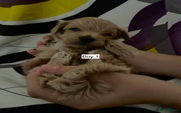 Maltipoo dogs for sale: Amazing Boy Maltipoos Ready 16th Oct - Image 5