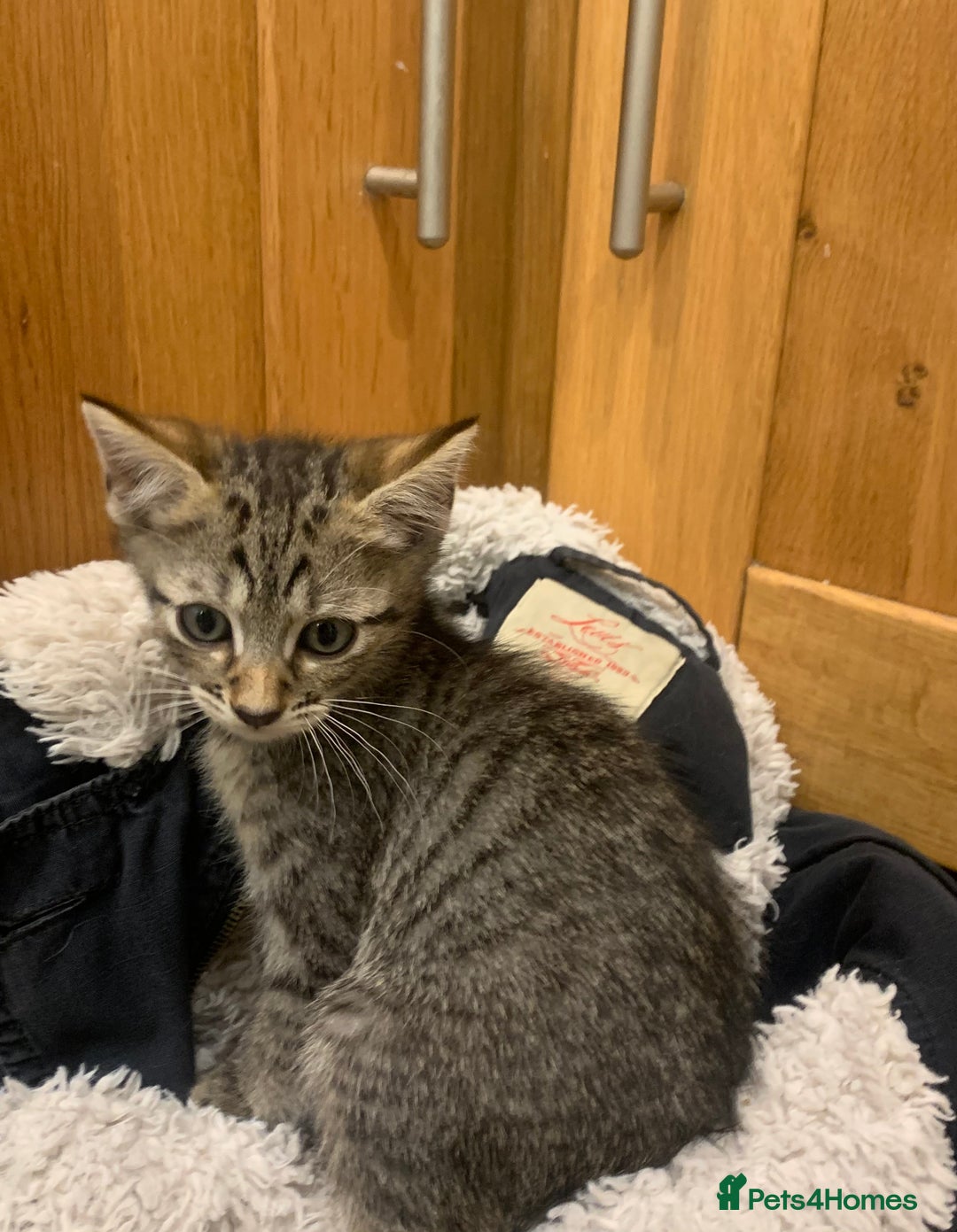 Bengal cats for sale: Bengal and black kittens - Image 3