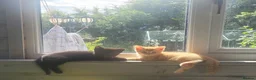 Mixed Breed cats for sale: Stunning Part Siamese Kittens. in Wrexham - Advert 1