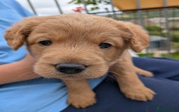 Labradoodle dogs for sale: Fox Red Labradoodles. 4 boys 3 girls  - Image 14