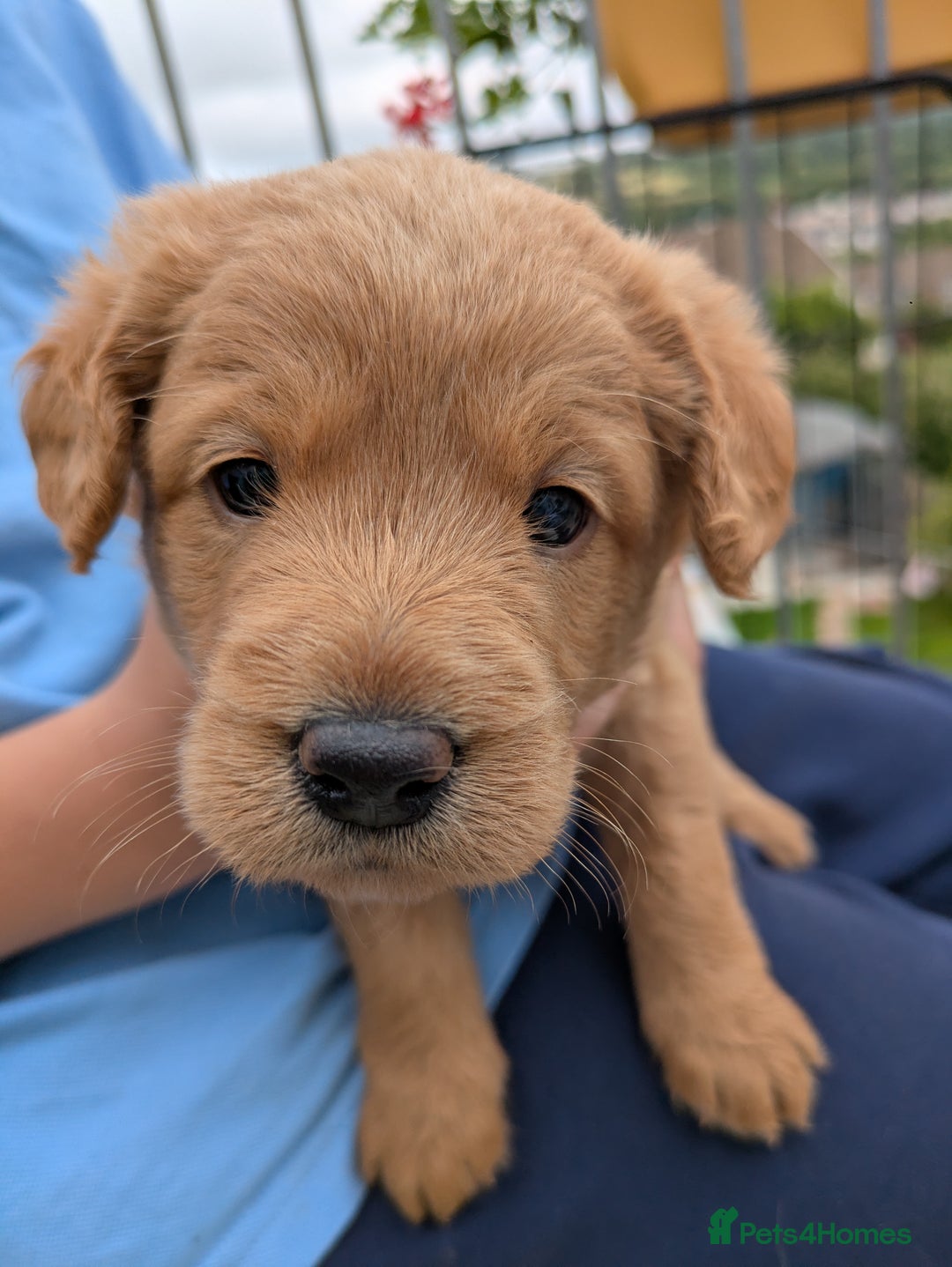 Labradoodle dogs for sale: Fox Red Labradoodles. 4 boys 3 girls  - Image 14