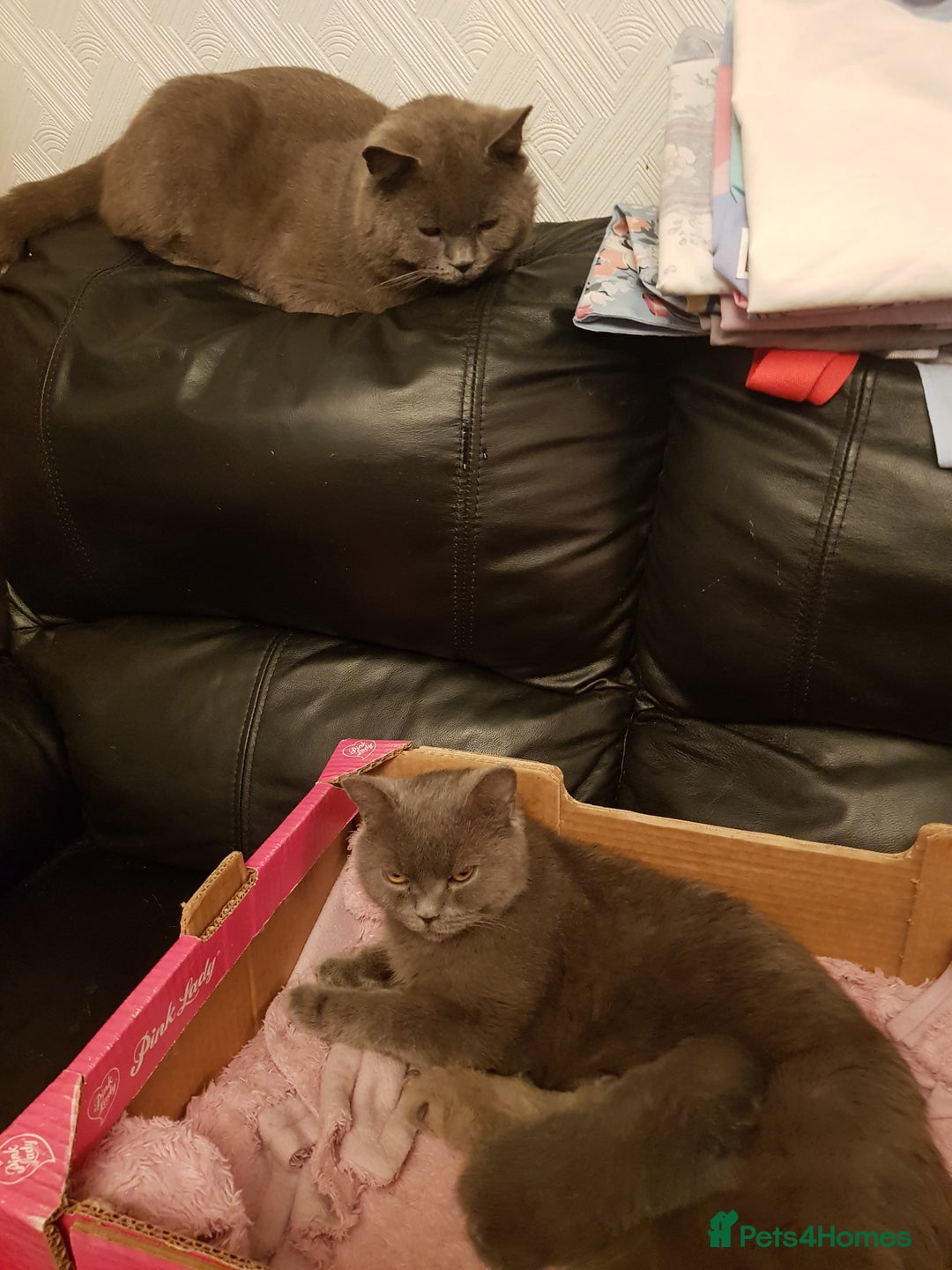 British Shorthair cats for sale:  beautiful boy and very active  - Image 4