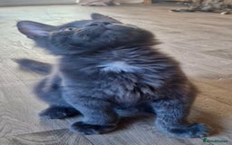 Maine Coon cats for sale: 🌟Ready now🌟 3 large Maine coons active available - Image 30