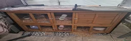 Lionhead rabbits for sale: Hutch and rabbit - Advert 3