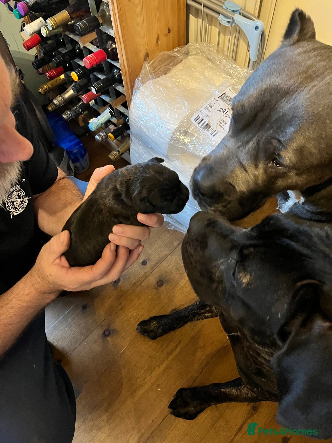 Cane Corso dogs for sale: Cane Corso Puppies  - Advert 5