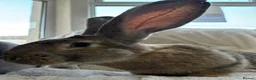 Continental Giant rabbits for sale: Continental Giant Buck - Advert 4
