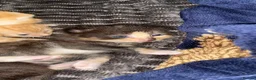 Domestic Shorthair cats for sale: Beautiful kittens for sale in Leicester - Advert 6