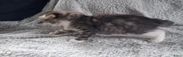 Scottish Fold cats for sale: Part scottish fold kittens  in Newbury - Advert 5