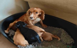 Cocker Spaniel dogs for sale: Gorgeous working cocker spaniel pups - Image 1