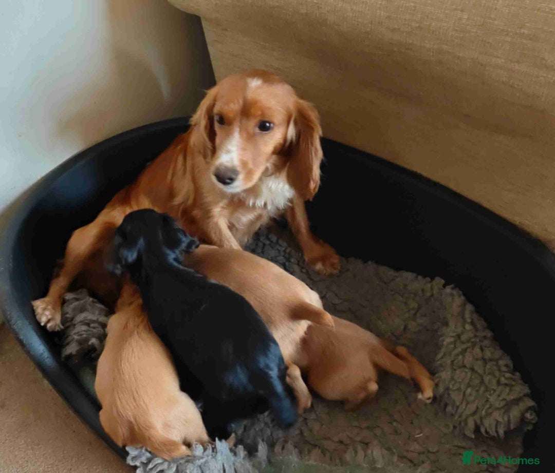 Cocker Spaniel dogs for sale: Gorgeous working cocker spaniel pups - Image 1