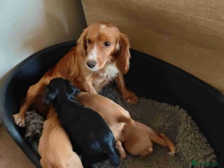 Cocker Spaniel dogs for sale - Advert 1