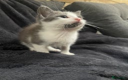 Mixed Breed cats for sale: Grey and white kittens - Image 4