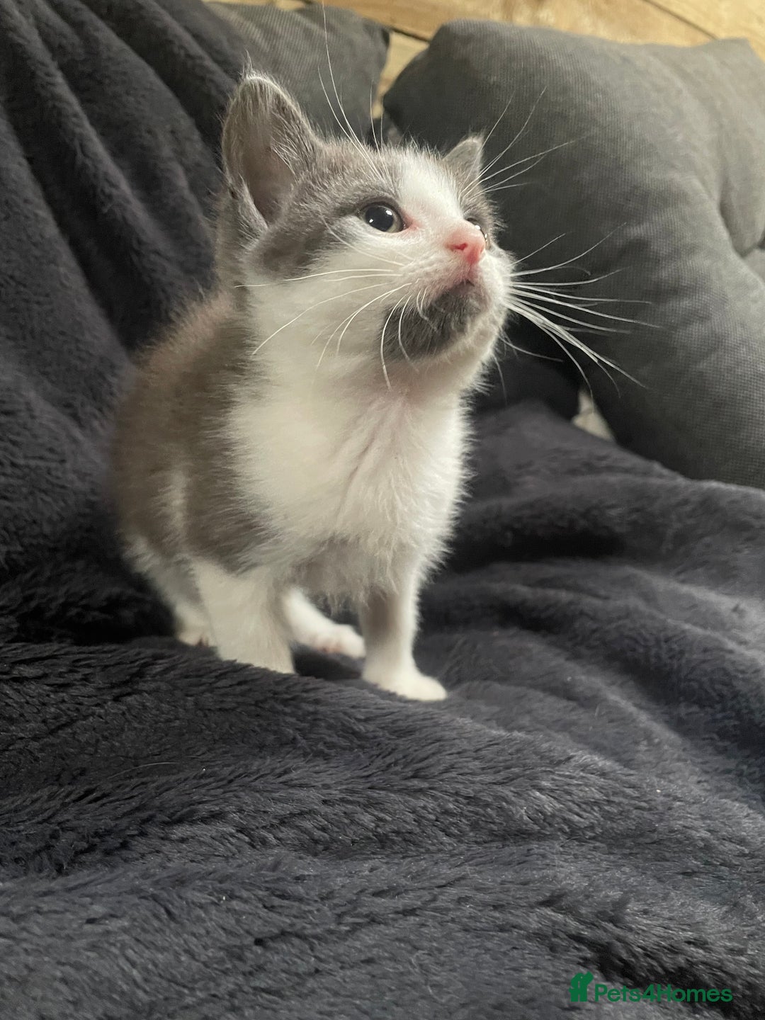 Mixed Breed cats for sale: Grey and white kittens - Image 4