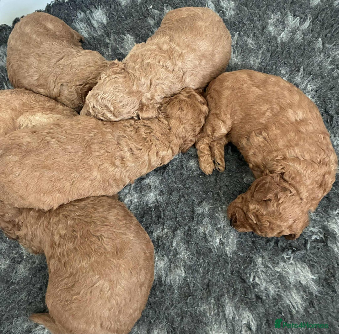 Labradoodle dogs for sale: Miniature Labradoodle puppies - Advert 5
