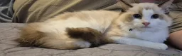 Ragdoll cats for sale: 7 Ragdoll kittens for sale - Advert 7