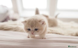 British Shorthair cats for sale: Chubby Golden Blue BSH girls - Image 26