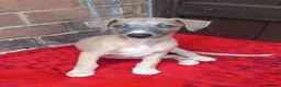 Whippet dogs for sale: Top quality whippet puppies  - Advert 4