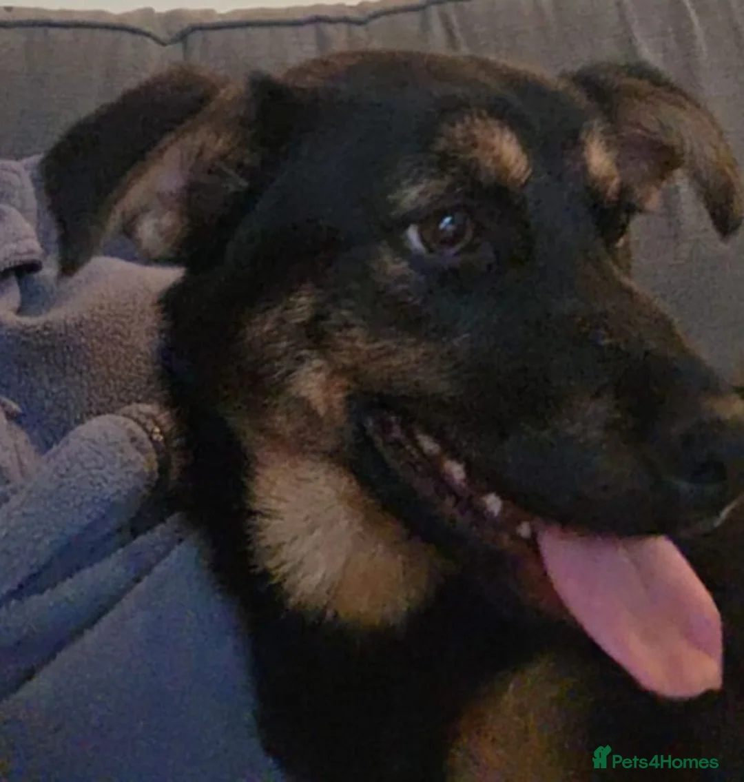 Mixed Breed dogs for adoption: Rachel  - Advert 2