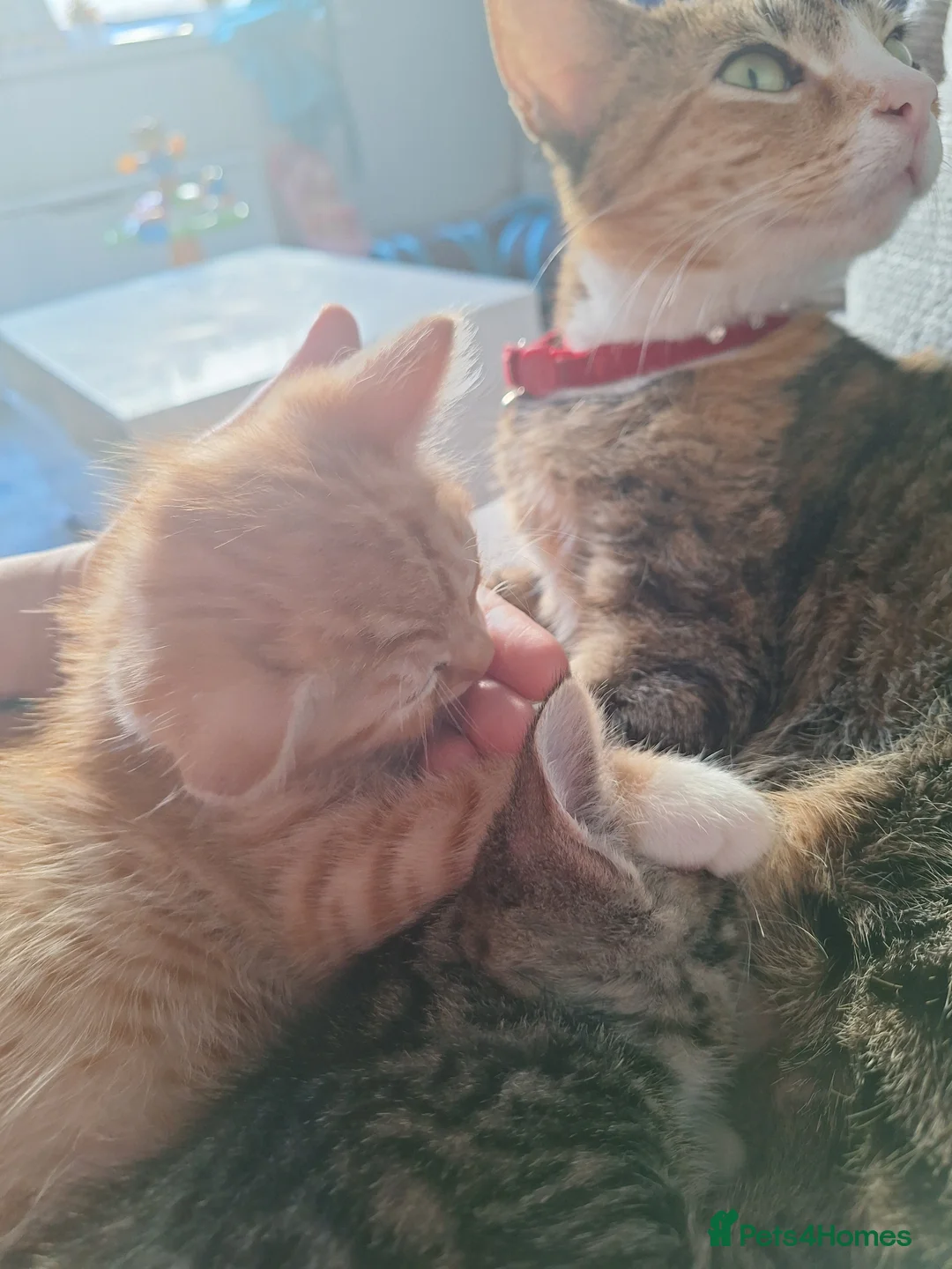 Mixed Breed cats for sale: 2 handsome ginger tabby/ tabby boys  - Advert 7