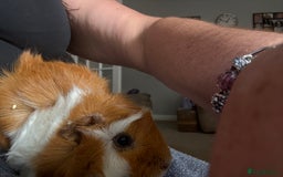 Guinea Pig rodents for sale: Male Guinea pigs for a good home  - Image 16