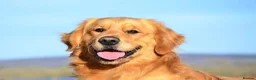 Golden Retriever dogs for sale: 🏆35*GEN RARE DARK SHOW LINE HEATH CERTIFICATED  - Advert 5