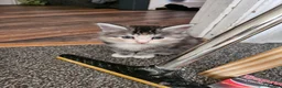 British Longhair cats for sale: Georgous silver silver & ginger Longhaired kittens - Advert 5