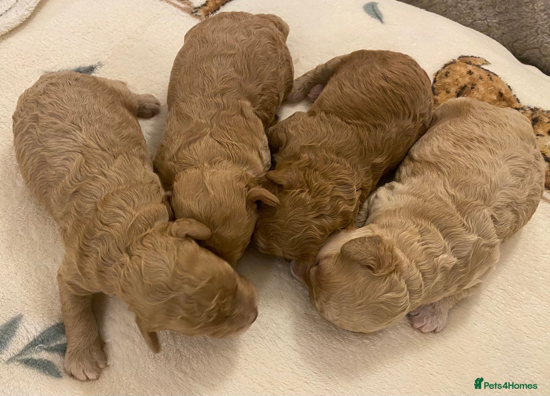 Cavapoo dogs for sale: Gorgeous Teddybear Cavapoo Puppies health checked  - Advert 39