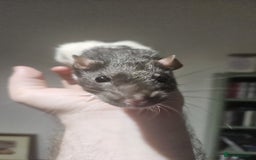 Rat rodents for sale: 2 young female rats need a new home - Image 4