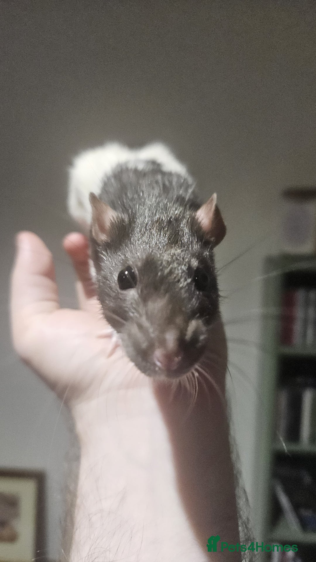Rat rodents for sale: 2 young female rats need a new home - Image 4