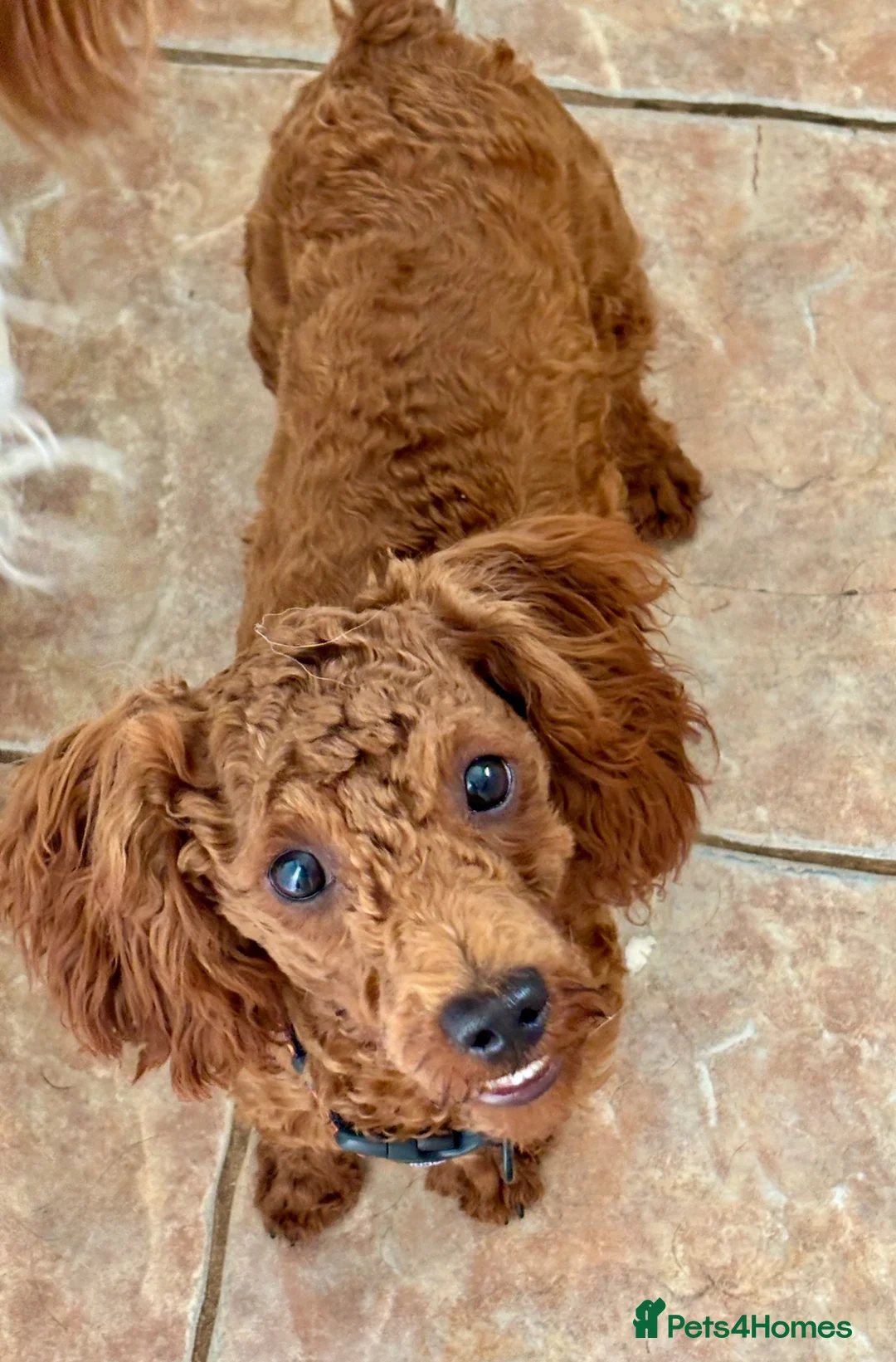 Toy Poodle dogs for sale: Male Toy Poodle  - Advert 1