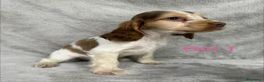 Cocker Spaniel 5