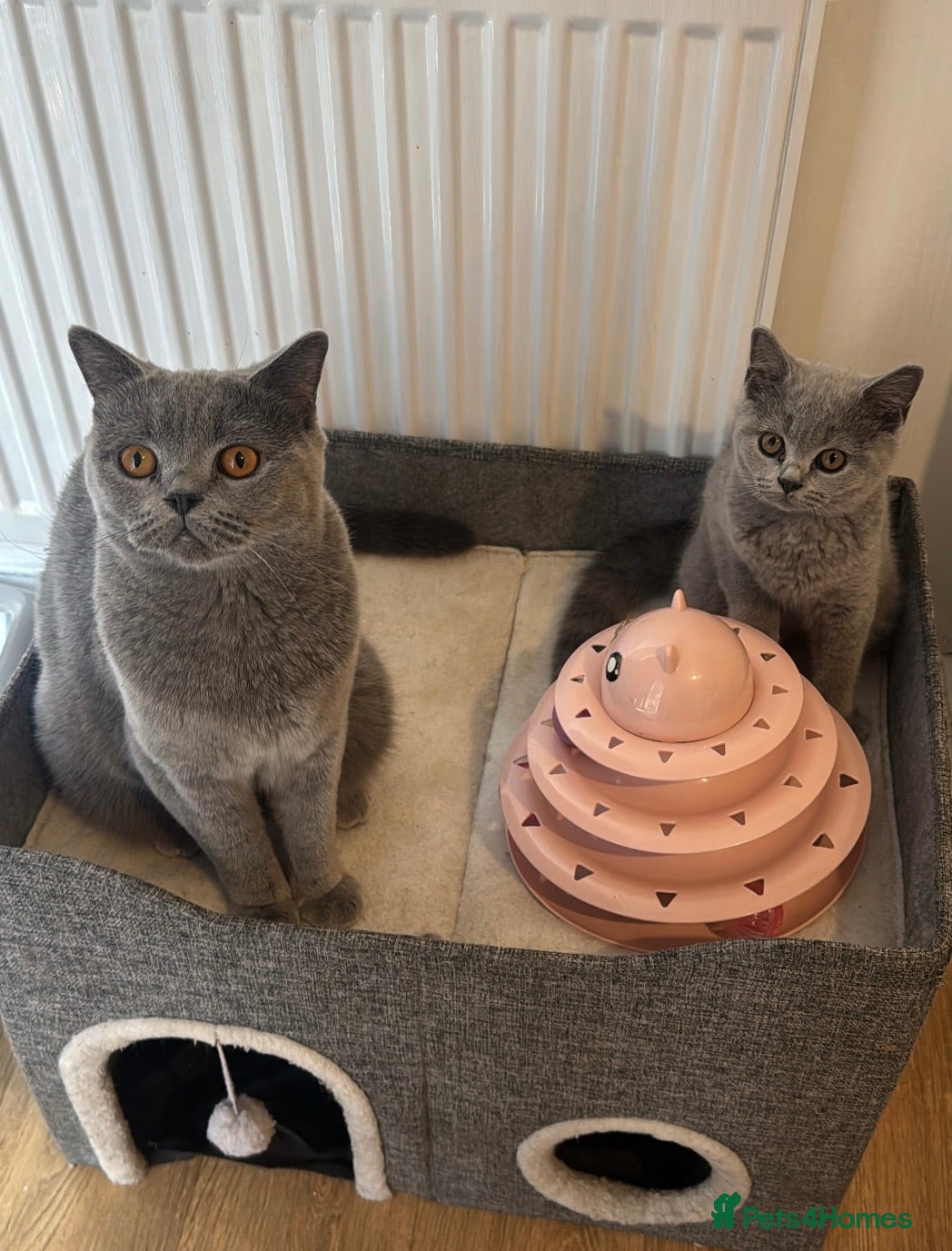 British Shorthair cats BRITISH SHORTHAIR TEDDY BEAR FEMALE - Advert 1