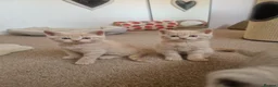British Shorthair cats for sale: Beautiful British Shorthair Kittens 😻 - Advert 32