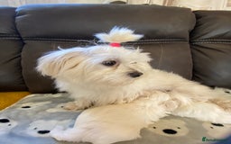 Maltese dogs for sale: Beautiful Maltese Puppies  - Image 2