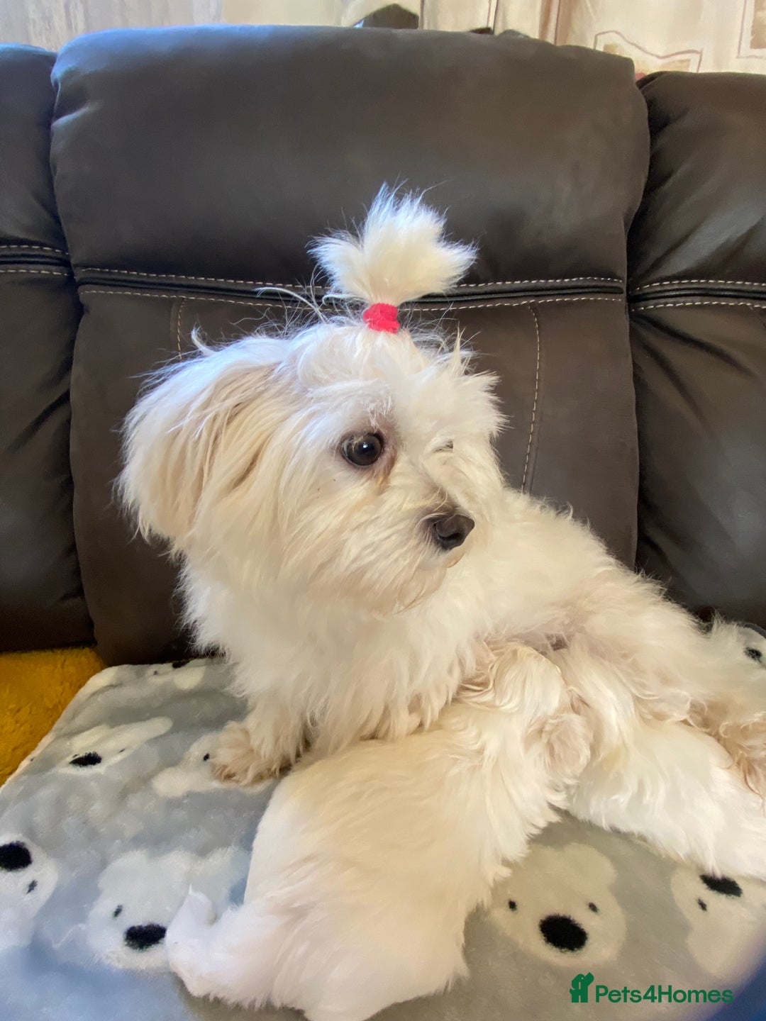 Maltese dogs for sale: Beautiful Maltese Puppies  - Image 2