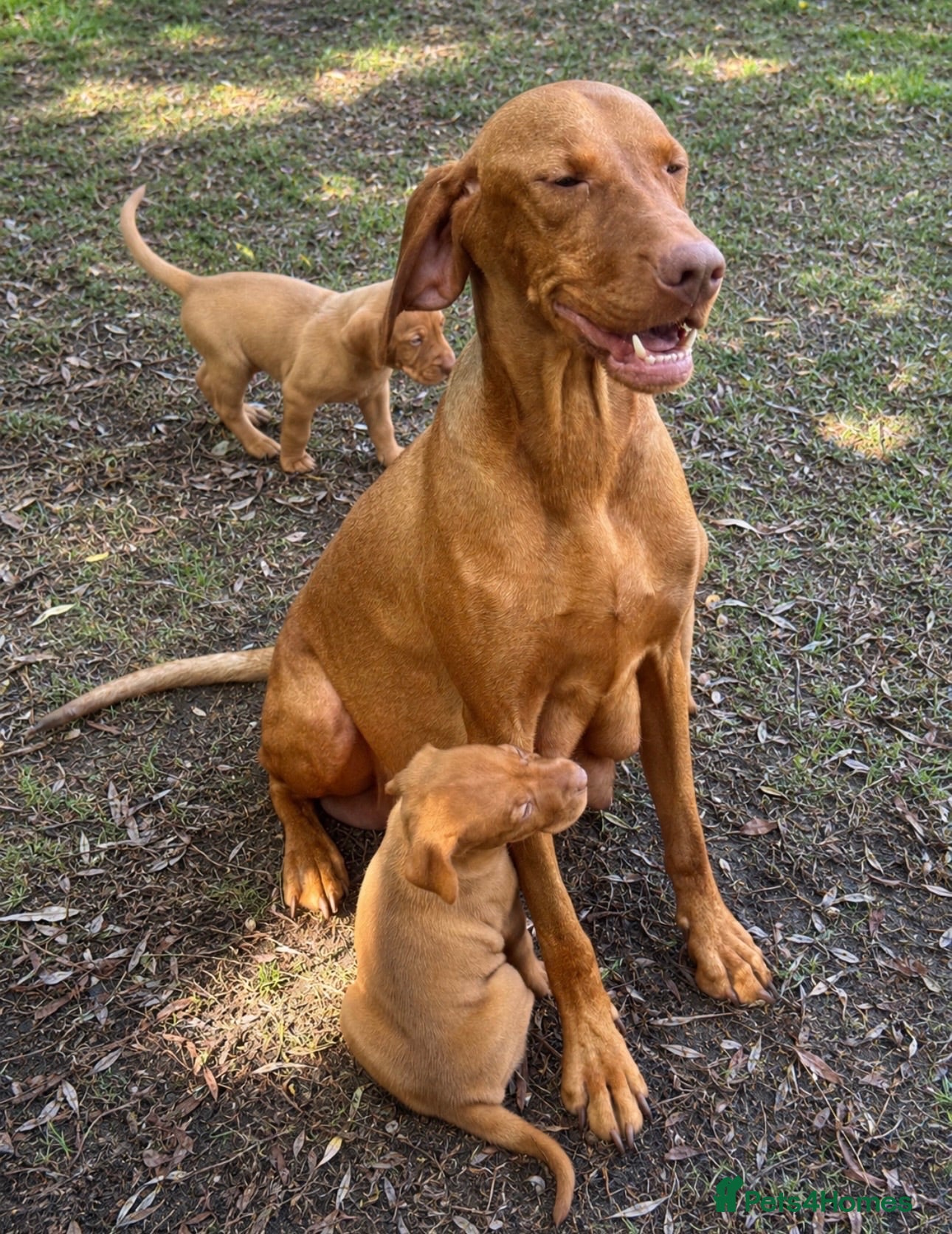 Hungarian Vizsla dogs TRUE HUNGARIAN VIZSLA PUPPIES  - Advert 1