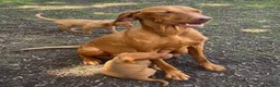 Hungarian Vizsla dogs for sale: TRUE HUNGARIAN VIZSLA PUPPIES  - Advert 1