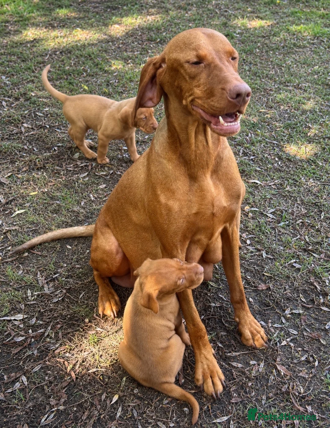 Hungarian Vizsla dogs for sale: TRUE HUNGARIAN VIZSLA PUPPIES  - Advert 1