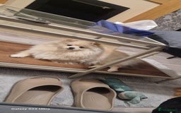 Pomeranian dogs for sale: pomerian  - Advert 1