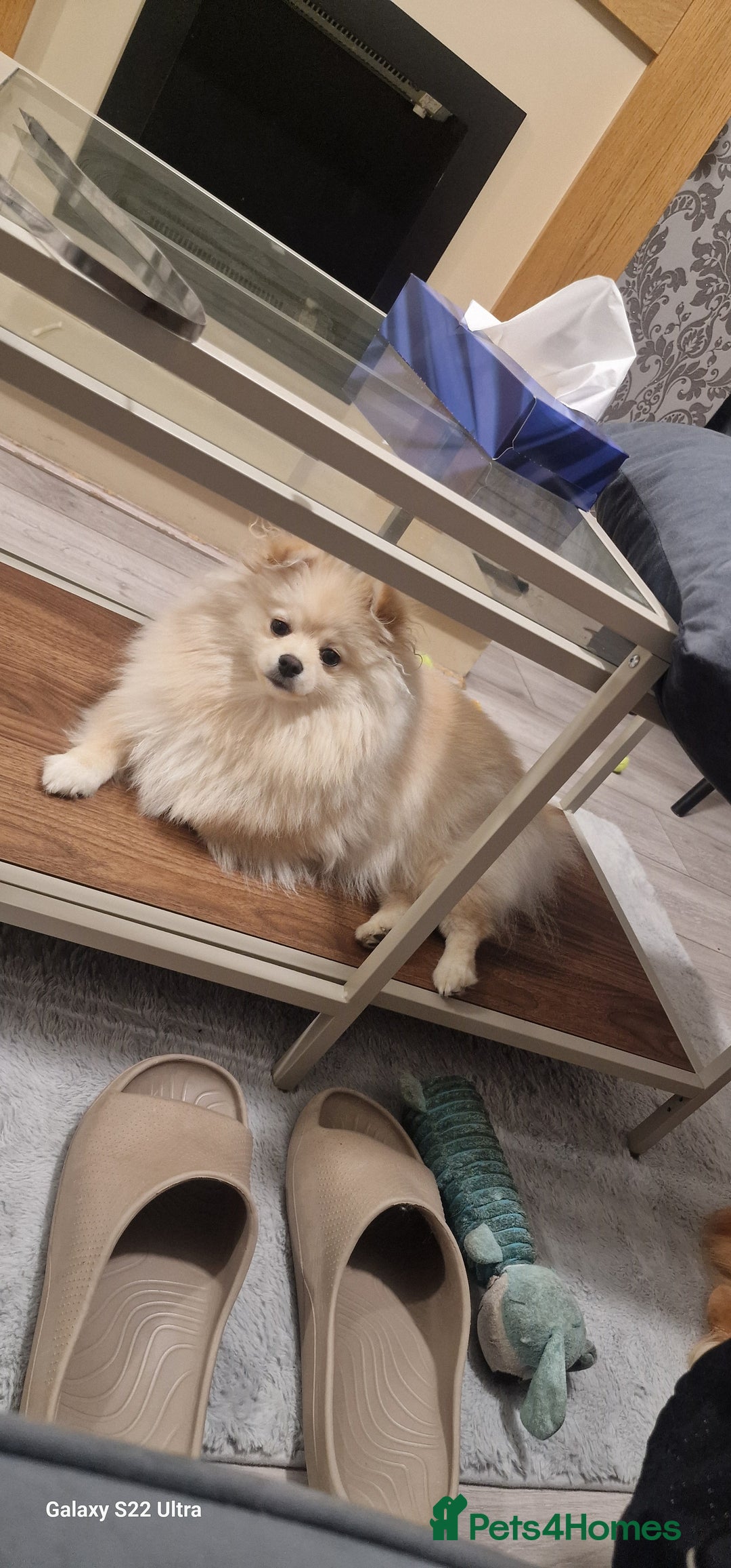 Pomeranian dogs for sale: pomerian  - Advert 1