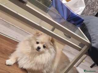 Pomeranian dogs pomerian - Advert 3