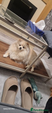 Pomeranian dogs pomerian - Advert 1