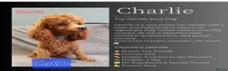 Maltipoo dogs for sale: 2 gorgeous maltipoo boys - Advert 6