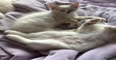 Ragdoll cats - Advert 15